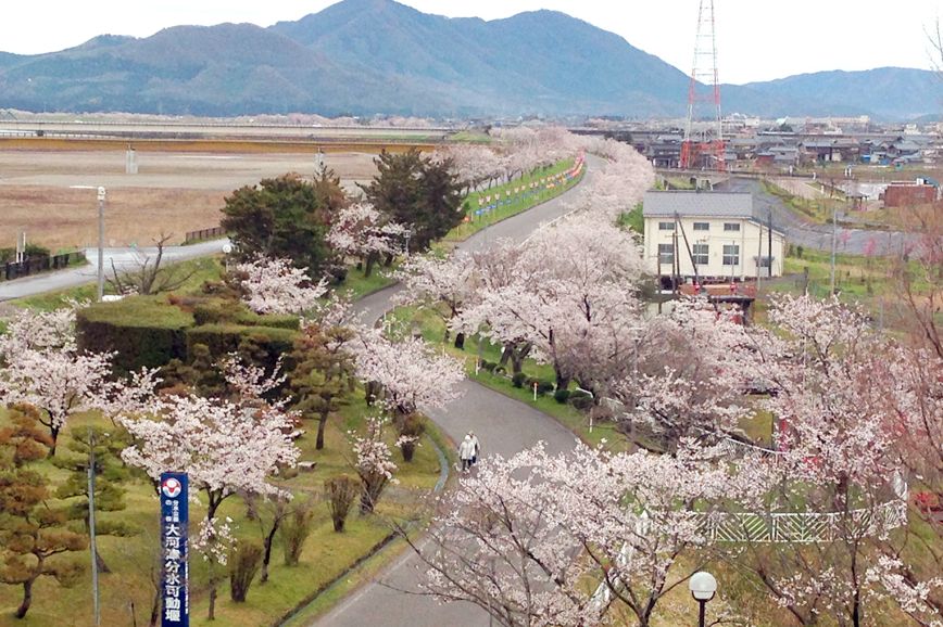 大河津分水桜並木