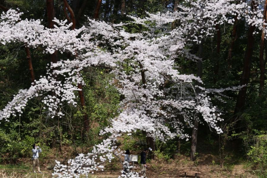 じゅんさい池公園