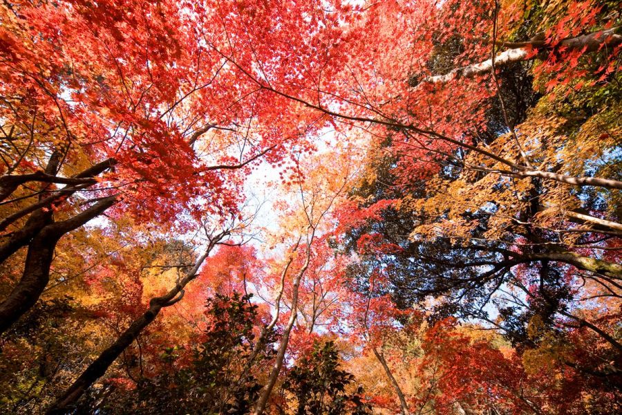 中野邸記念館 公式 新潟県のおすすめ観光 旅行情報 にいがた観光ナビ