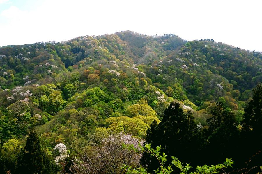 大峰山 橡平サクラ樹林