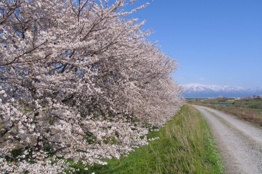 加治川治水記念公園・加治川堤の桜