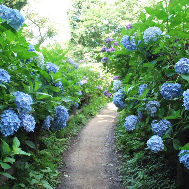 護摩堂山あじさい園