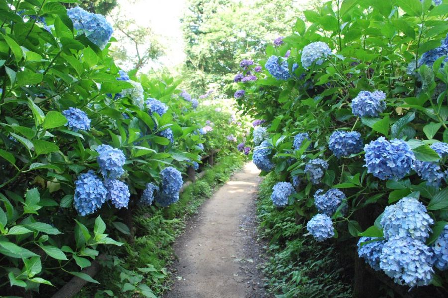 護摩堂山あじさい園 新潟の観光スポット 公式 新潟県のおすすめ観光 旅行情報 にいがた観光ナビ