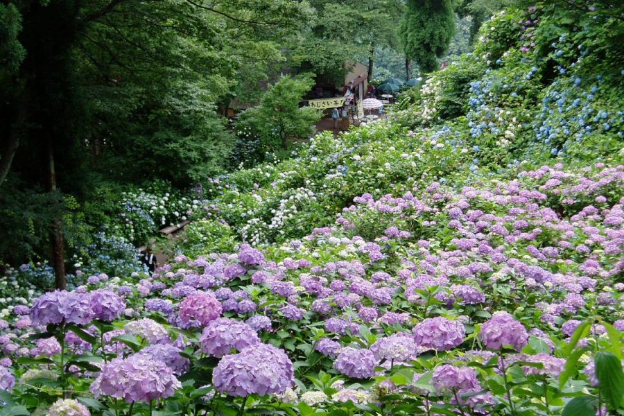 護摩堂山あじさい園 新潟の観光スポット 公式 新潟県のおすすめ観光 旅行情報 にいがた観光ナビ