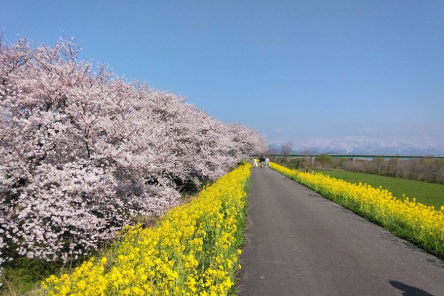 加治川治水記念公園・加治川堤の桜｜新潟の観光スポット｜【公式】新潟県のおすすめ観光・旅行情報！にいがた観光ナビ