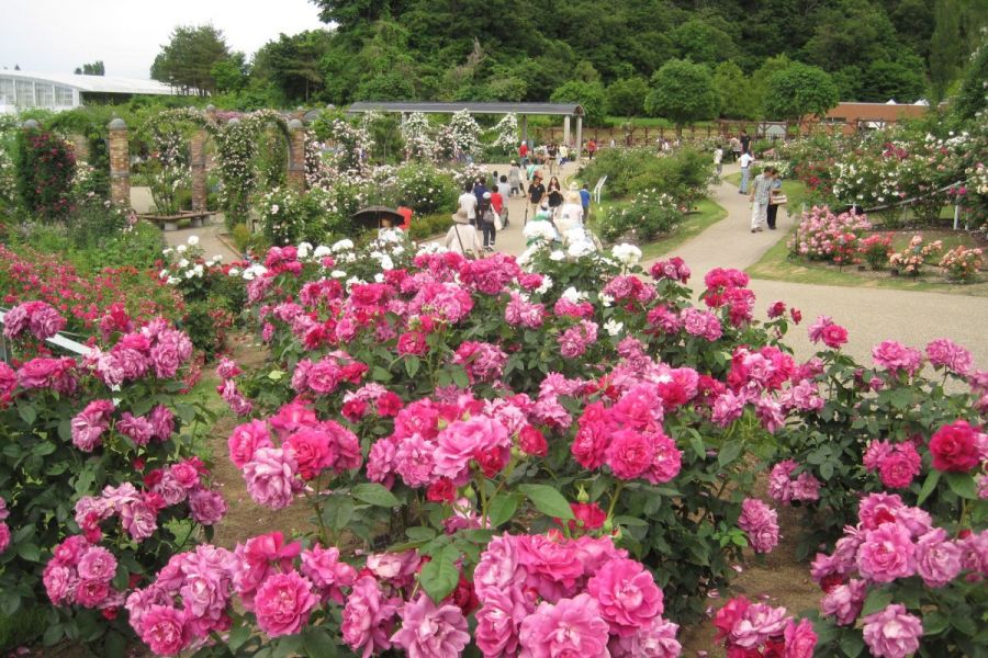 国営越後丘陵公園香りのばら園