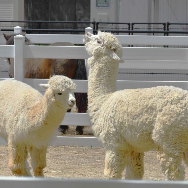 樽ケ橋遊園　動物ふれあい体験