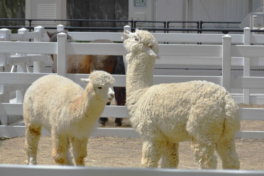 樽ケ橋遊園　動物ふれあい