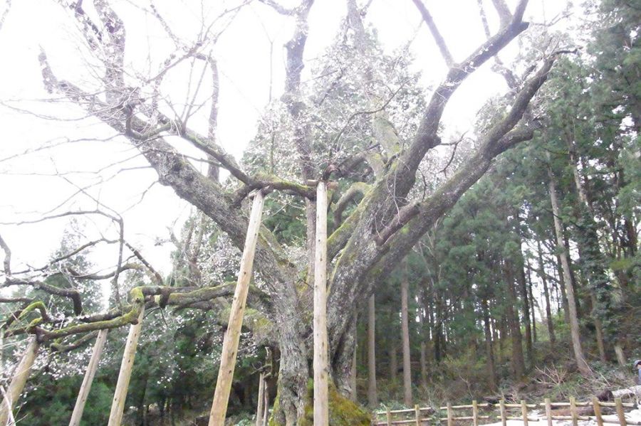 樹齢約300年のエドヒガン桜