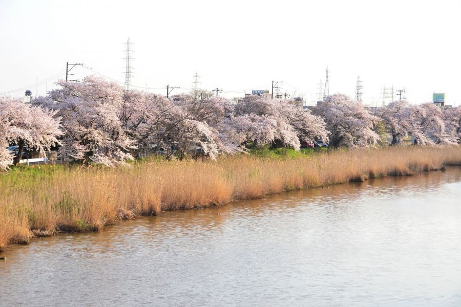 桜の名所としても知られています。