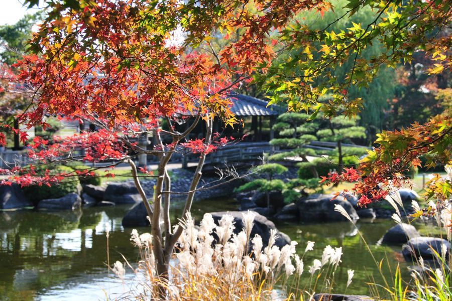 紅葉やススキが彩る秋の鳥屋野潟公園