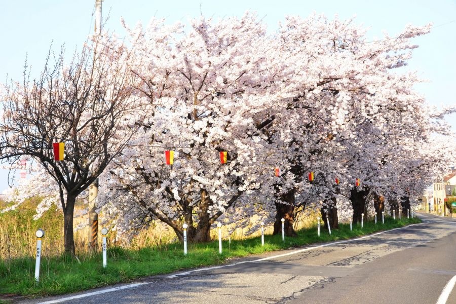 訪れる人を歓迎する桜の木々