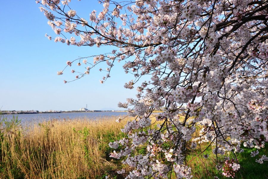 桜を見ながら湖周辺を散策