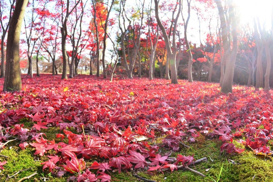 美しい紅葉のじゅうたん