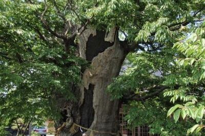 賀茂神社の大ケヤキ