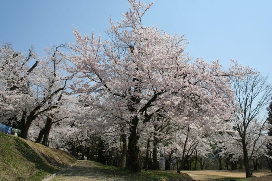長者ヶ原公園の桜