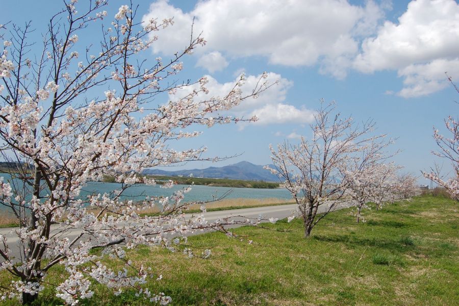 万本桜植樹帯