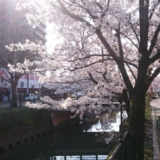 柿川【桜の名所】