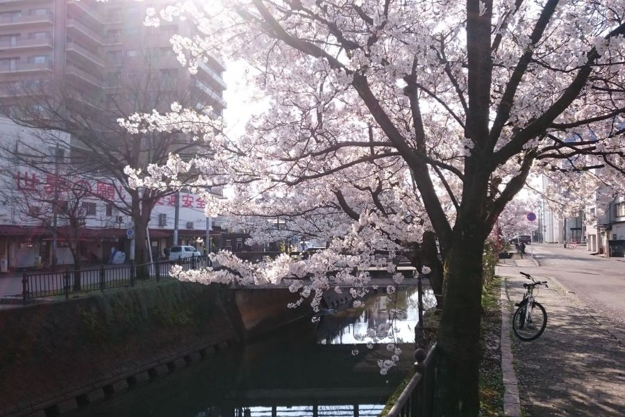 柿川【桜の名所】