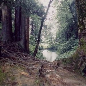 杜々の森の原生林