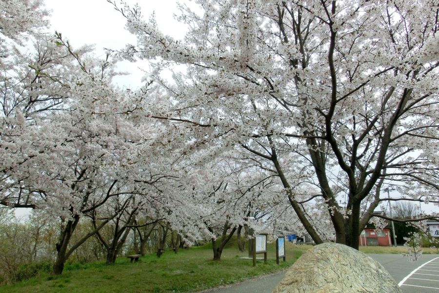 野積河川公園