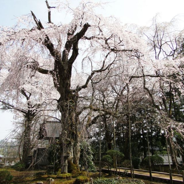 香林寺のしだれ桜