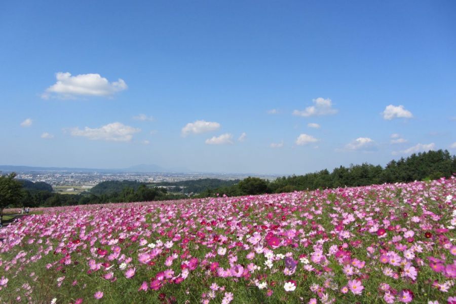 東山ふれあい農業公園コスモス