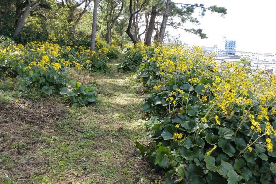 つわぶき展望台