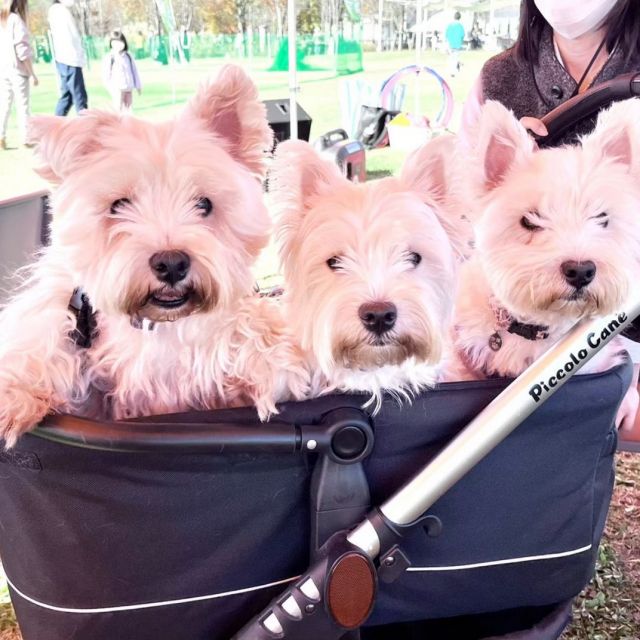 八色の森公園ドッグフェス 2025