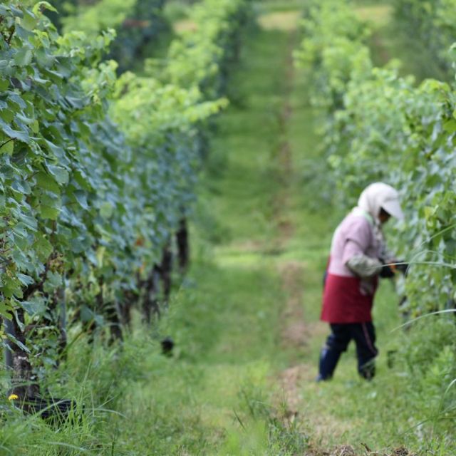 胎内高原ワイン