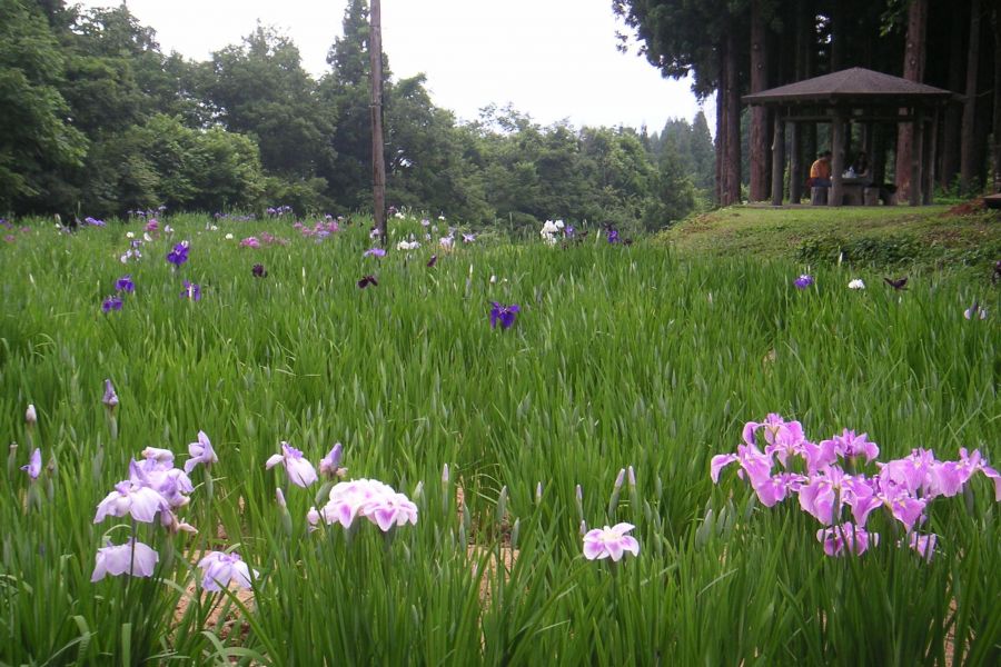 上の原菖蒲園 新潟の観光スポット 公式 新潟県のおすすめ観光 旅行情報 にいがた観光ナビ