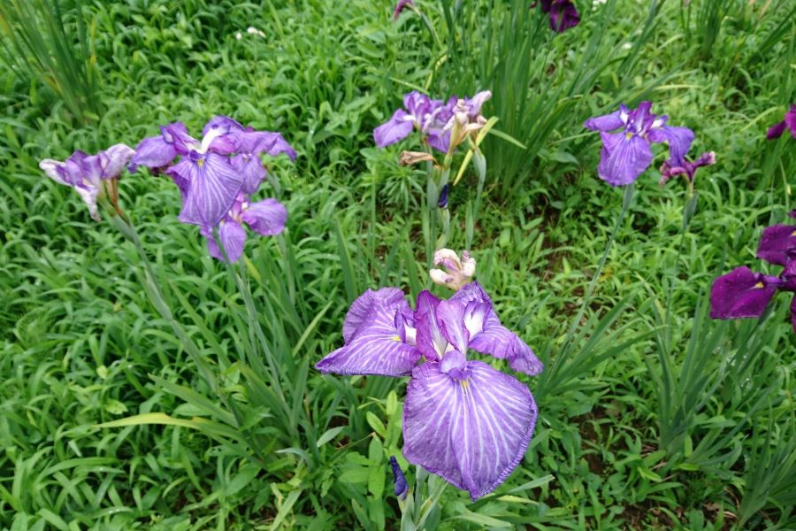 上の原菖蒲園 新潟の観光スポット 公式 新潟県のおすすめ観光 旅行情報 にいがた観光ナビ