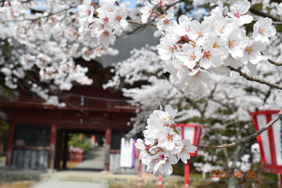 乙宝寺の桜