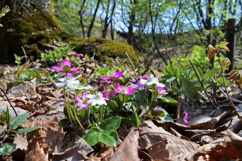 雪割草群生地（屋外）の開花は3月末～4月中旬