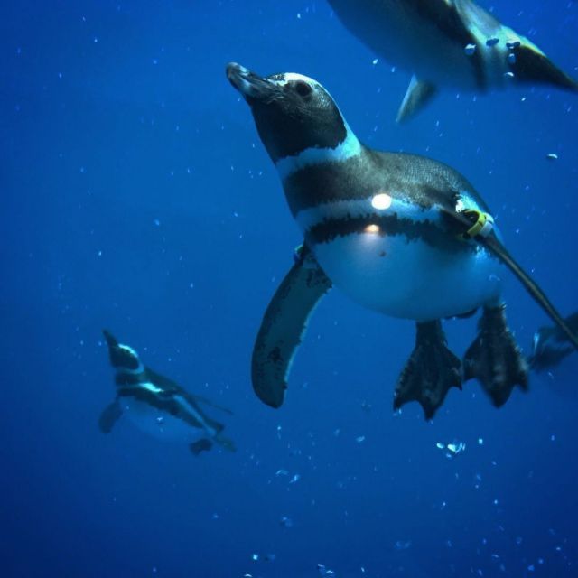 上越市立水族博物館　うみがたり