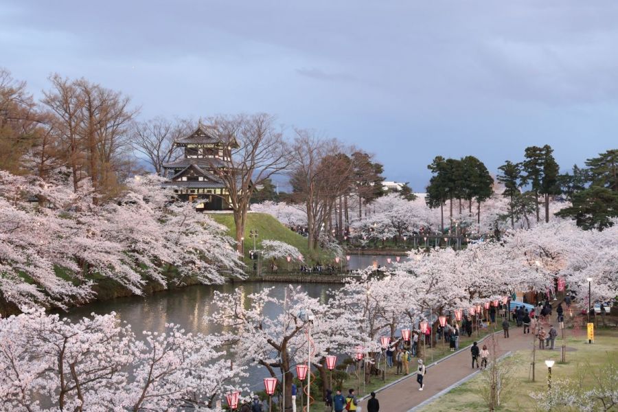 高田城址公園観桜会,上越,桜,高田