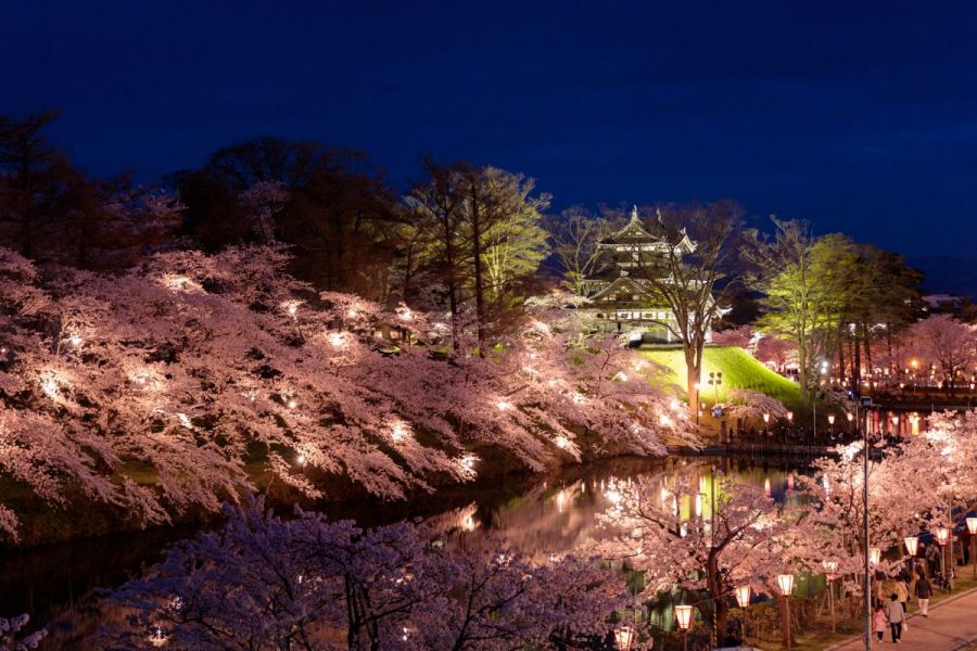 高田城址公園観桜会,上越,桜,高田