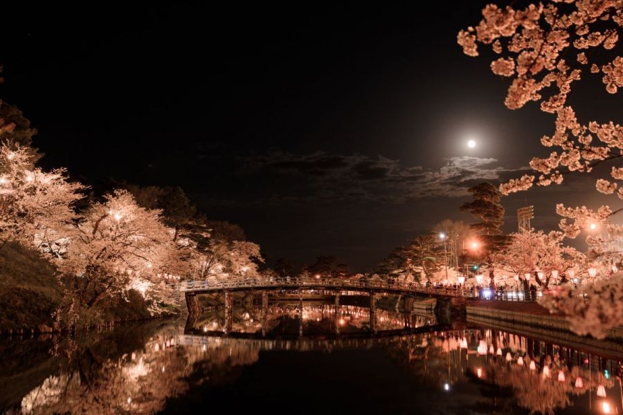 高田城址公園観桜会,上越,桜,高田