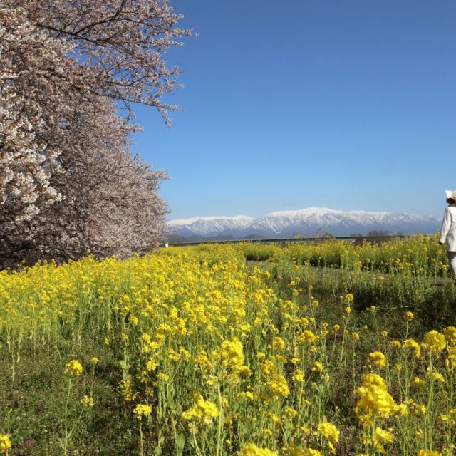 加治川桜まつり