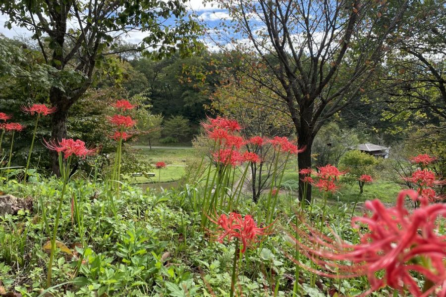 雪国植物園 彼岸花