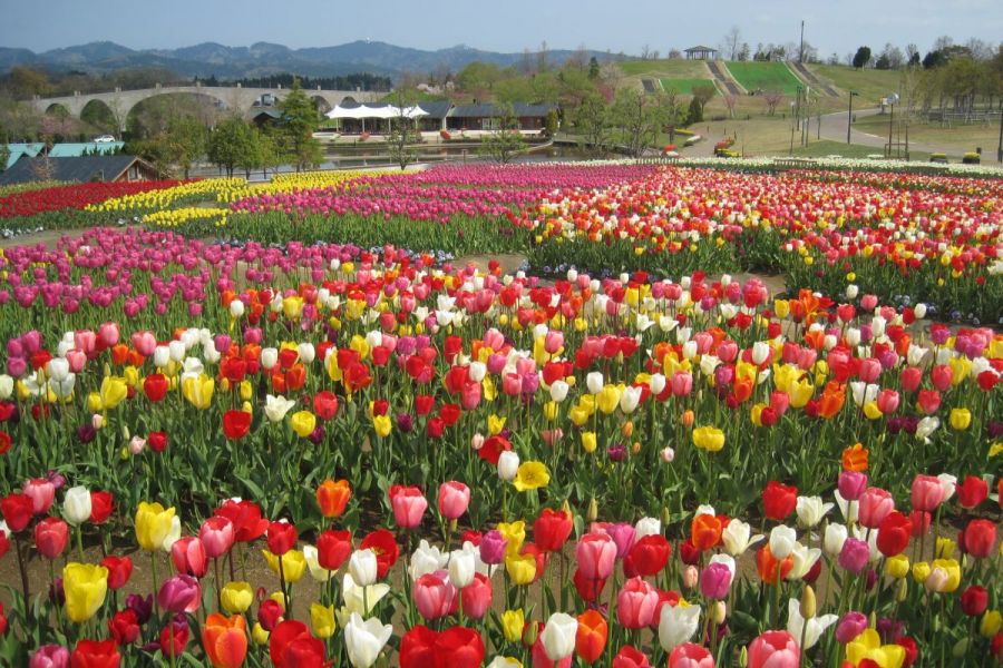 国営越後丘陵公園　チューリップ