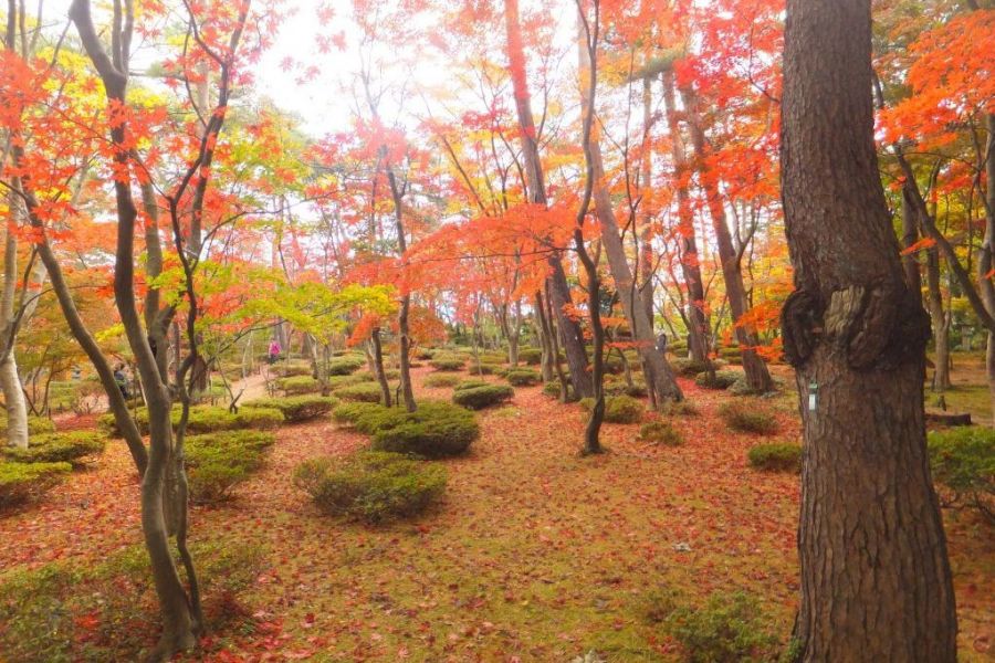 庭園巡りワンデーツアー【秋】　