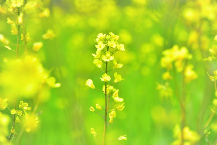 菜の花摘み体験