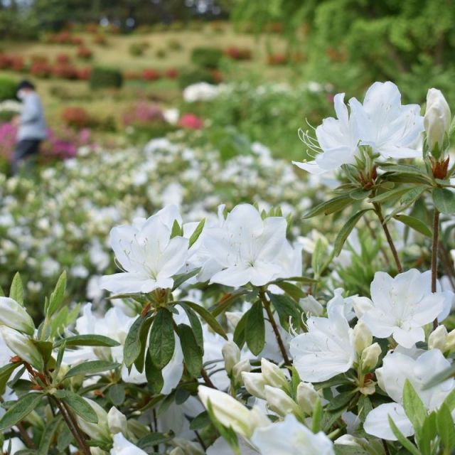 さつき山公園