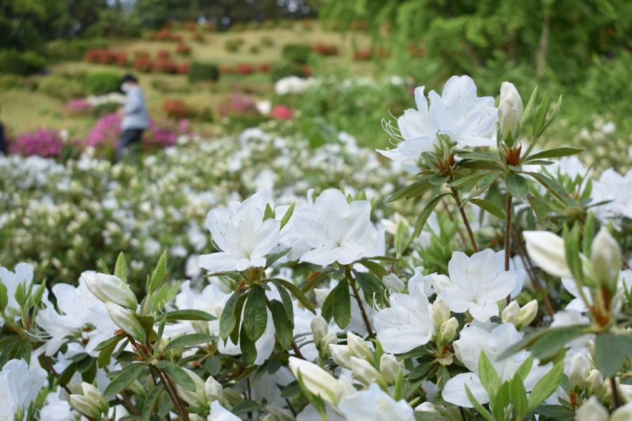 さつき山公園