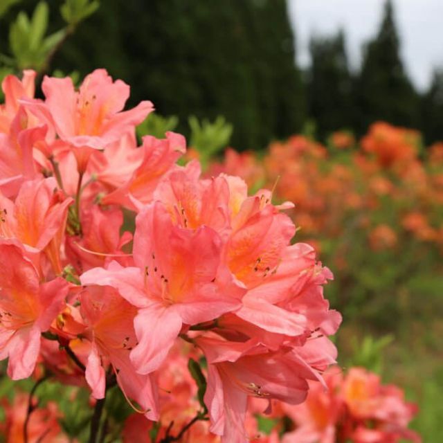 つつじ原公園