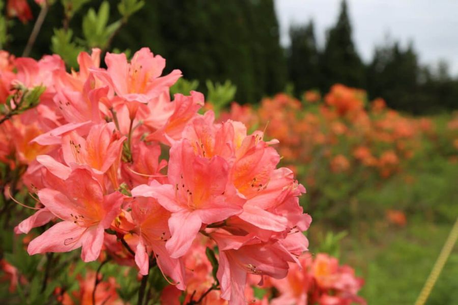 つつじ原公園