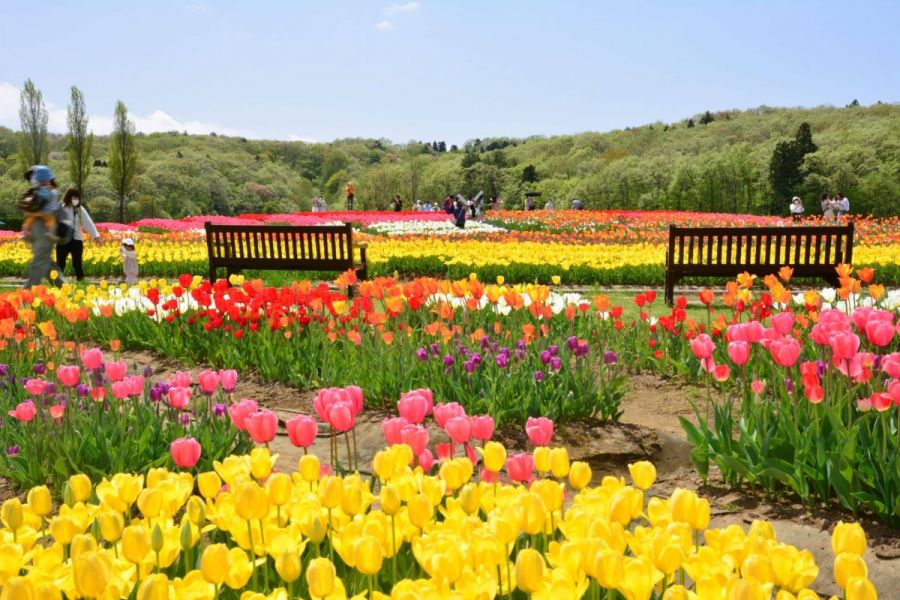 国営越後丘陵公園