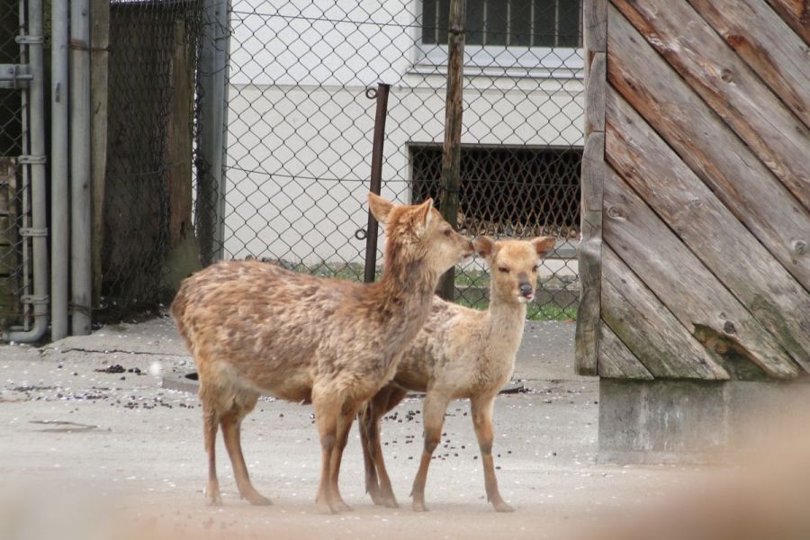 村松公園 シカ園