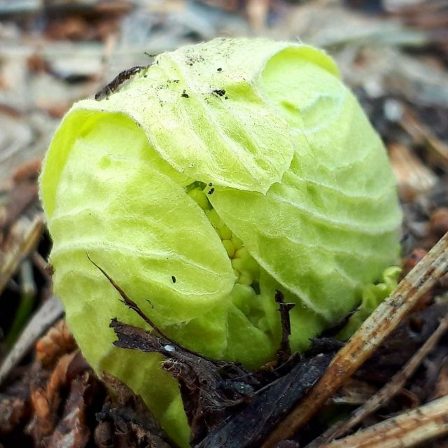 【終了】野菜ソムリエと行く裏山、山菜採り体験～山菜天ぷらを自分で揚げてみよう!